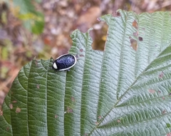 Asphaera albomarginata