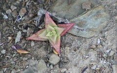 Crassula capitella thyrsiflora