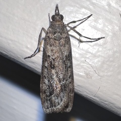 Eudonia submarginalis