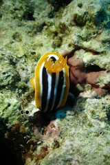 Chromodoris quadricolor