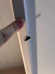 Eudonia submarginalis