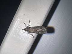 Eudonia submarginalis