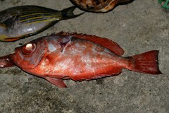 Heteropriacanthus cruentatus