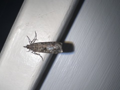 Eudonia submarginalis