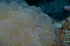 Ancylomenes longicarpus