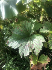 Filipendula camtschatica