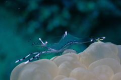 Ancylomenes longicarpus