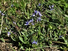 Veronica prostrata