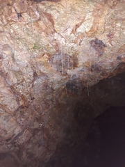 Arachnocampa luminosa