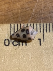 Conus ebraeus