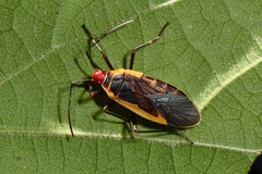 Dysdercus obscuratus