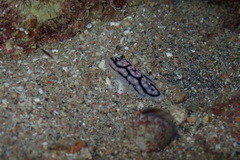 Phyllidiella