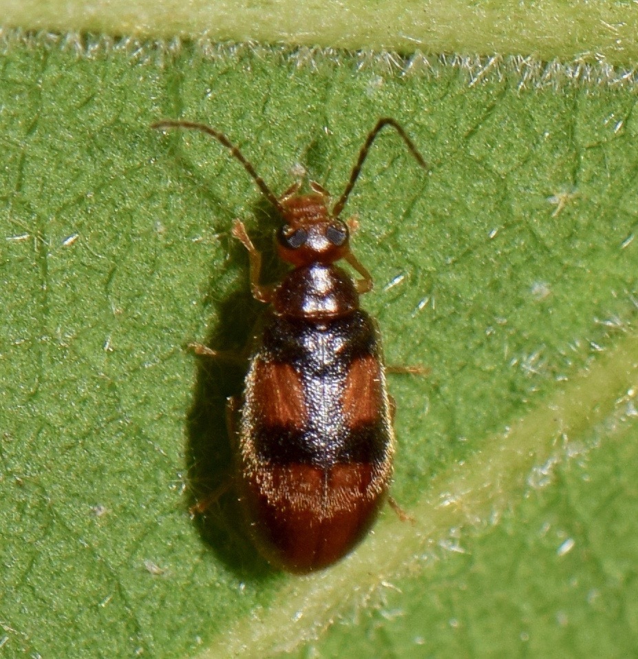 False Flower Beetles from Puntarenas Province, Monteverde, Costa Rica ...