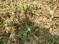 Evolvulus nummularius