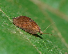 Drepanacra binocula