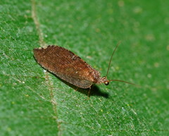 Drepanacra binocula