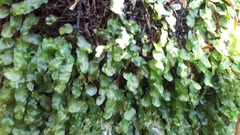 Symphyogyna subsimplex