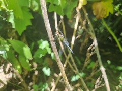 Hemistigma albipunctum