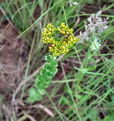 Sebaea sedoides