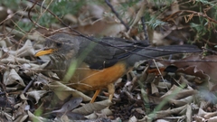 Turdus olivaceus olivaceus