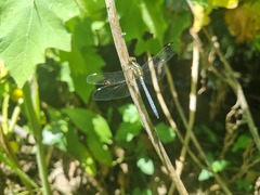 Hemistigma albipunctum