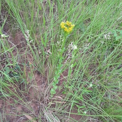 Sebaea sedoides