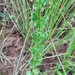 Sebaea sedoides