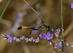 Ammophila heydeni