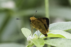 Oriens goloides