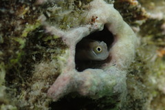 Alloblennius pictus