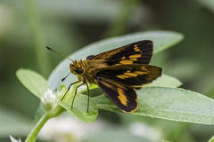 Oriens goloides