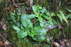 Swertia shintenensis