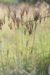 Eustachys paspaloides