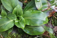 Swertia shintenensis