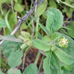 Acanthospermum australe