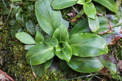 Swertia shintenensis