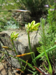 Albuca suaveolens