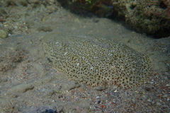 Pardachirus marmoratus