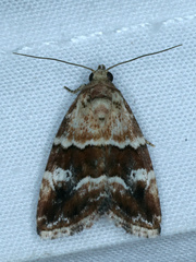 Maliattha amorpha