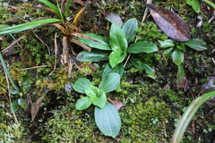 Swertia shintenensis