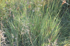 Eustachys paspaloides