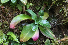 Swertia shintenensis