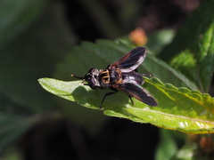 Trichopoda pictipennis