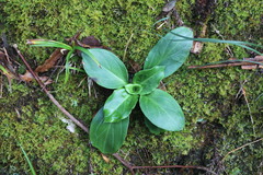 Swertia shintenensis