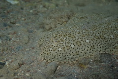 Pardachirus marmoratus