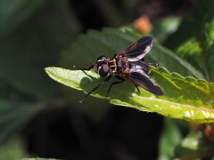 Trichopoda pictipennis