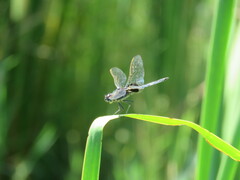 Urothemis edwardsii