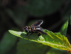 Trichopoda pictipennis
