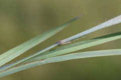Eustachys paspaloides