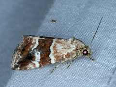Maliattha amorpha